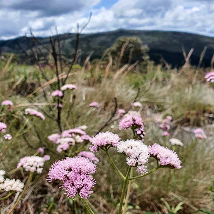 Flores do pincel-de-estudante-rosa.