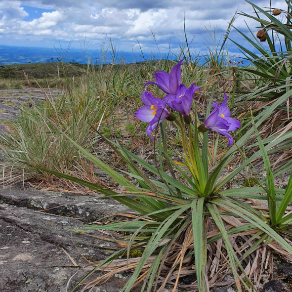Canela de ema roxa (Vellozia glabra)