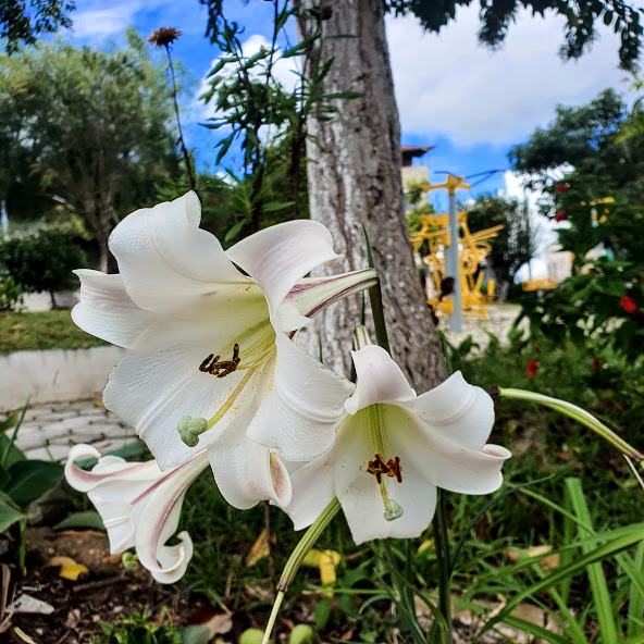 Lírio japonês (Lilium longiflorum) Flores brancas do lírio-de-finados.