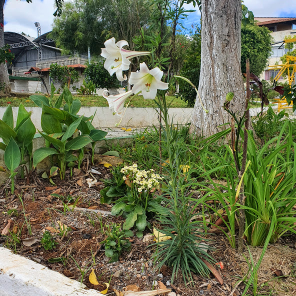 Lírio japonês (Lilium longiflorum) Composição de lírios-de-finados em jardim.