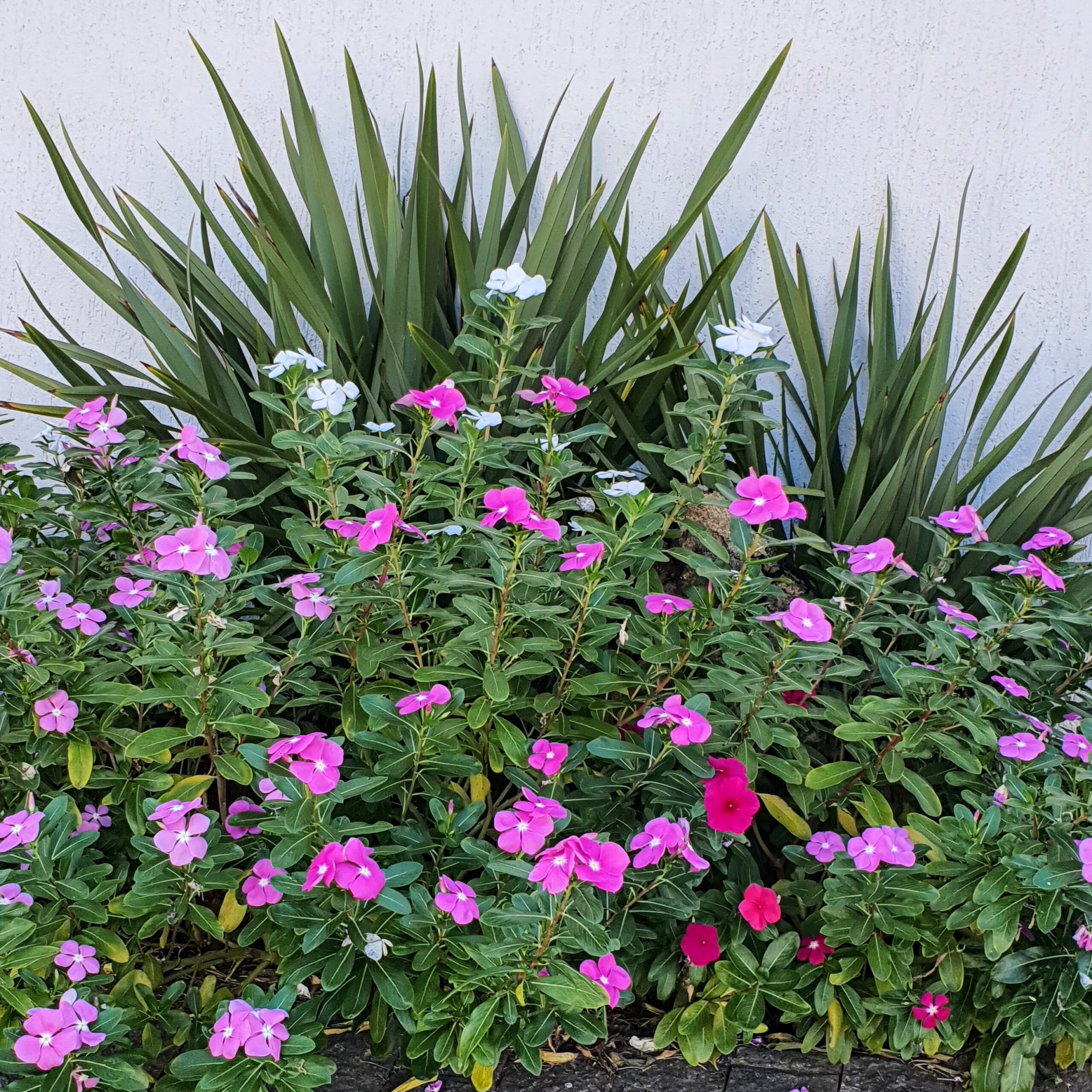 Vincas floridas .