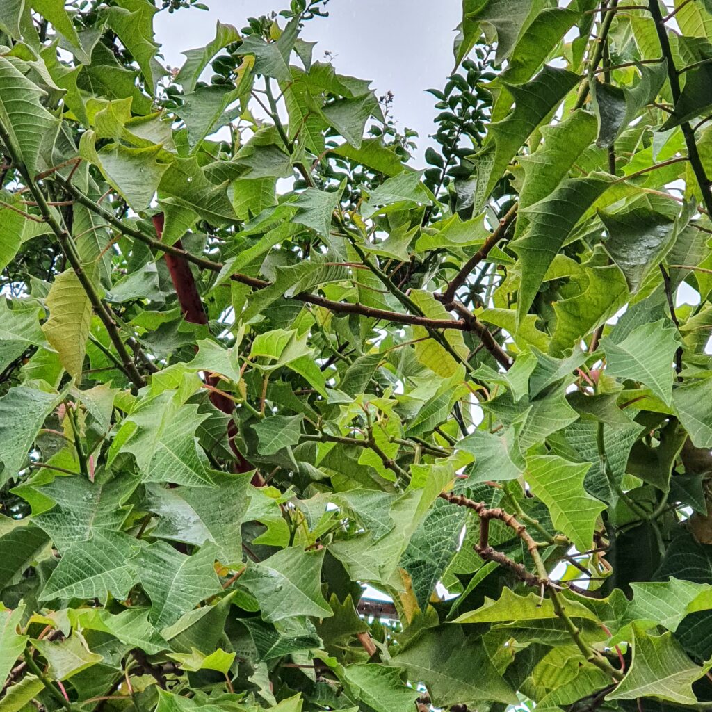 Folhagem do Solanum hexandrum.