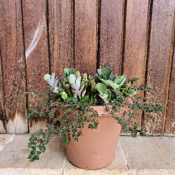 Quebra-pedra em vaso.