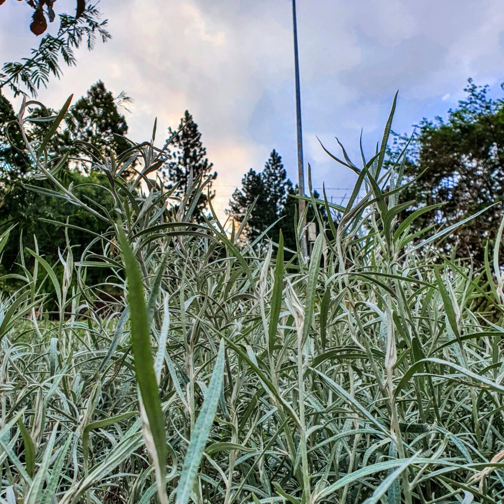 Folhas verde-prateadas da erva-cury.