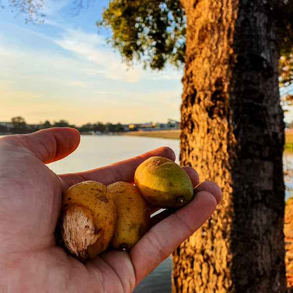 Frutos do cajazeiro.