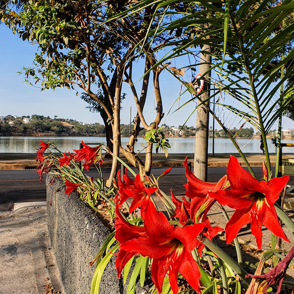 Flores grandes e vermelhas da acuçena-vinho.