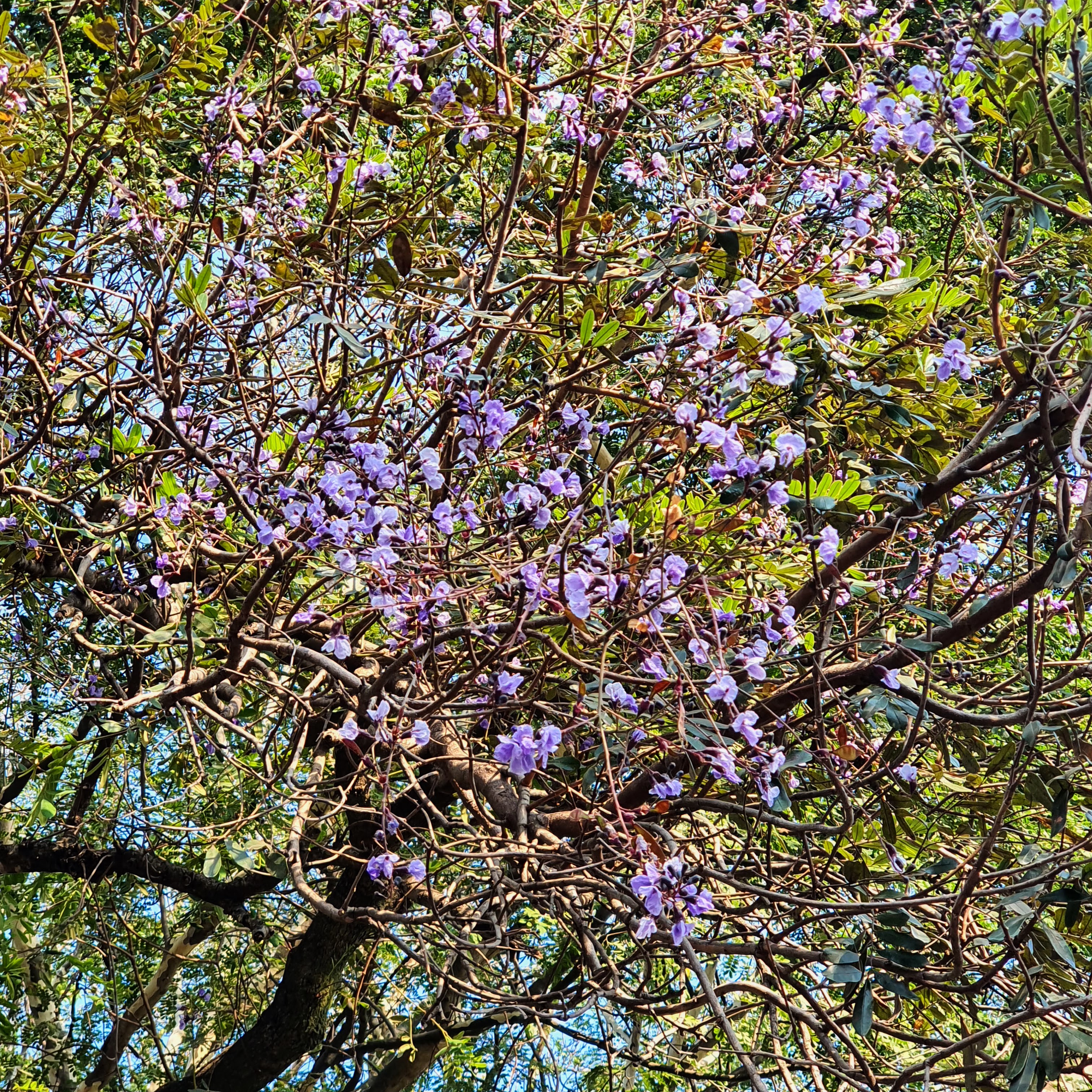 Folhas e flores da sucupira-do-cerrado.