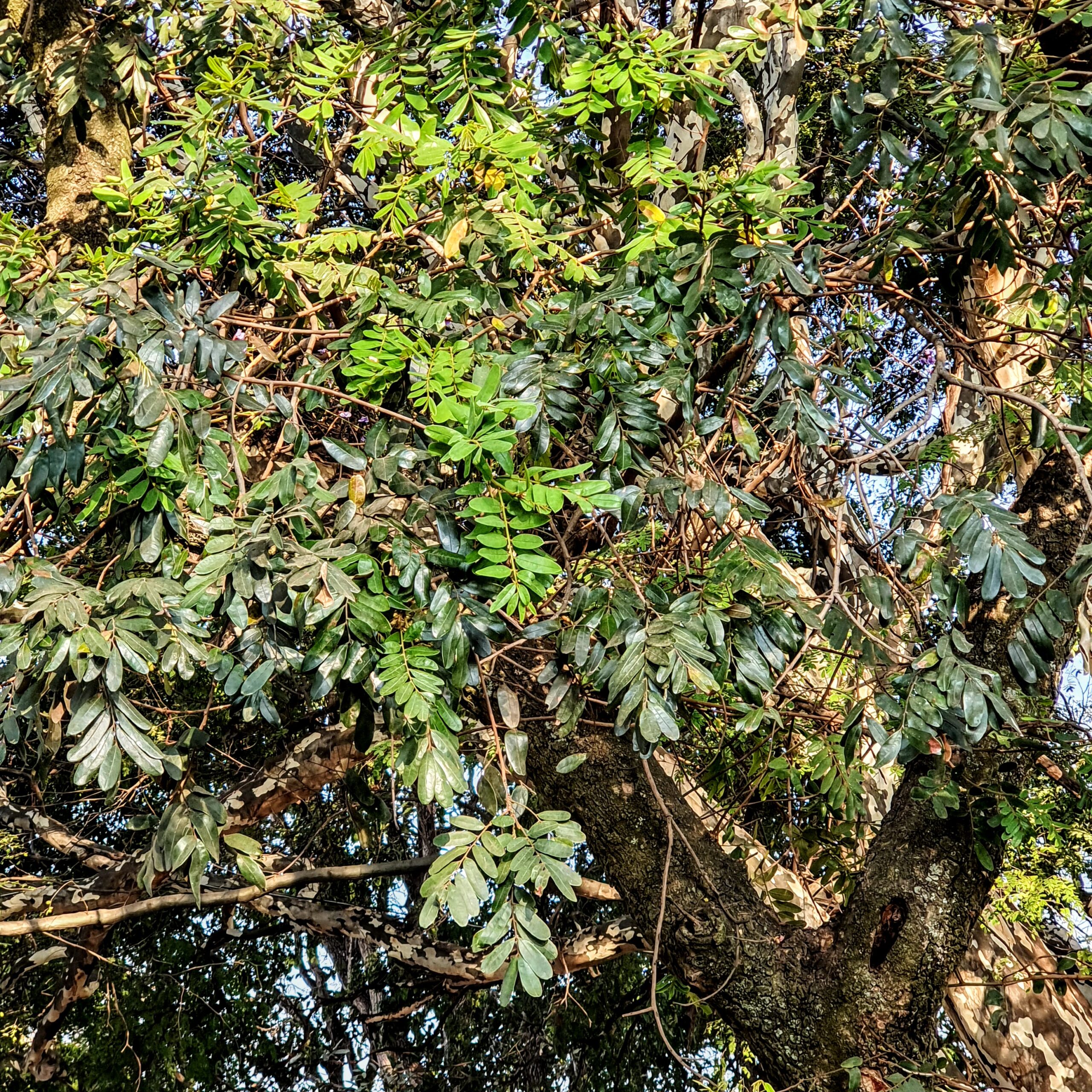 Folhagem da sucupira-do-cerrado.