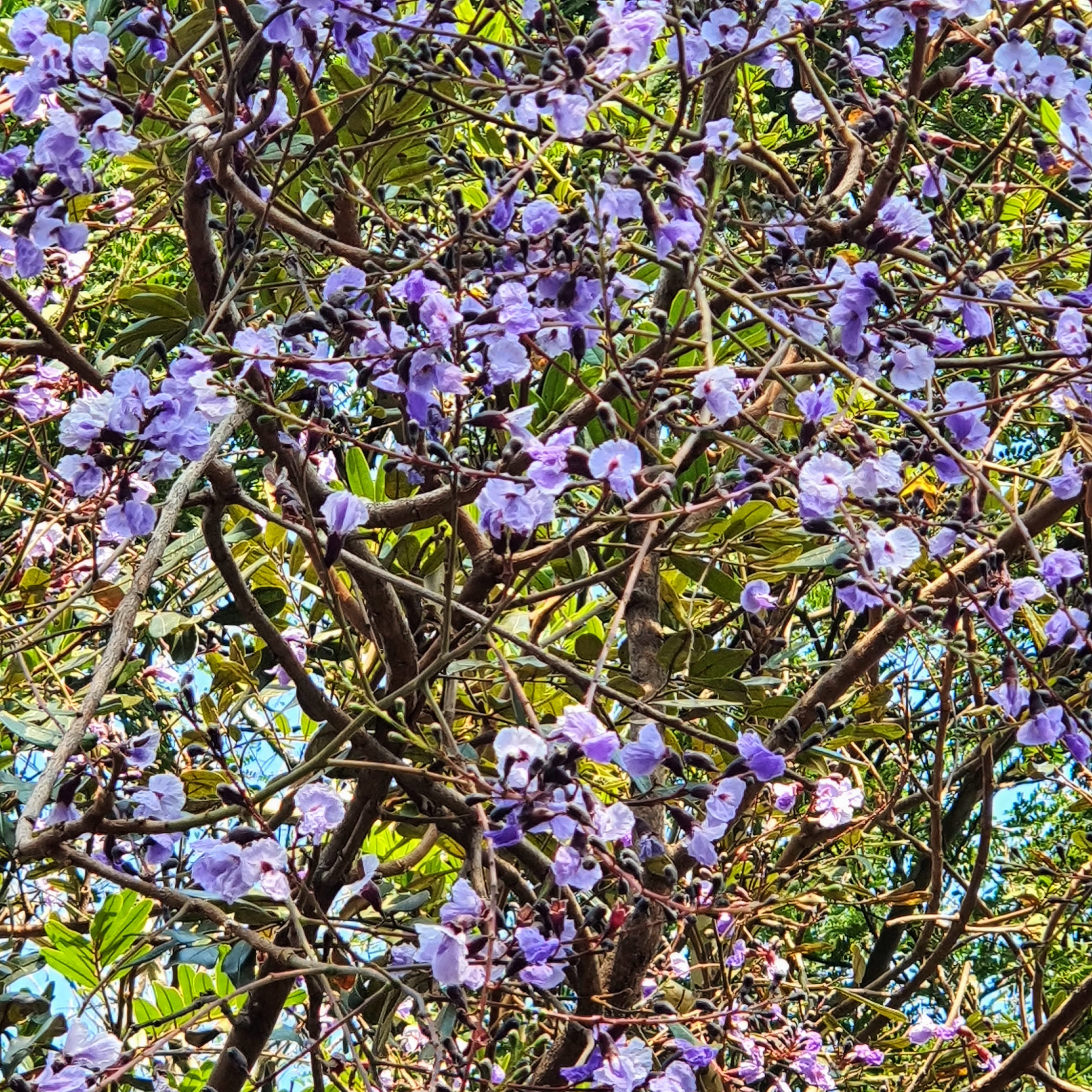 Flores violetas da sucupira-do-cerrado.