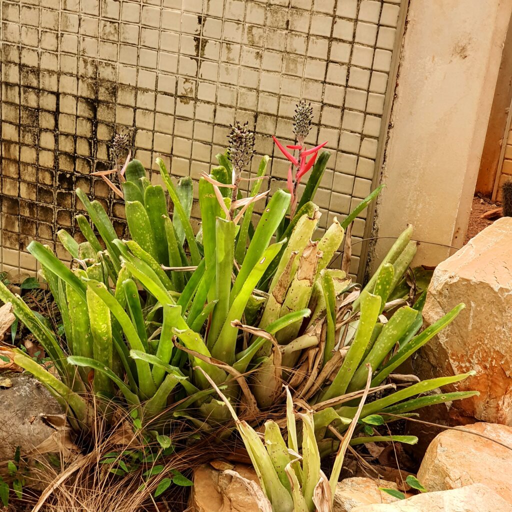 Aechmea lilacinantha