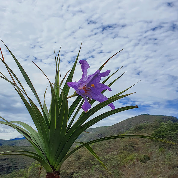 Canela de ema (Vellozia sp.)