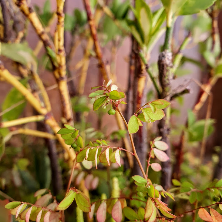 Folhas e frutos da erva-pombinha.