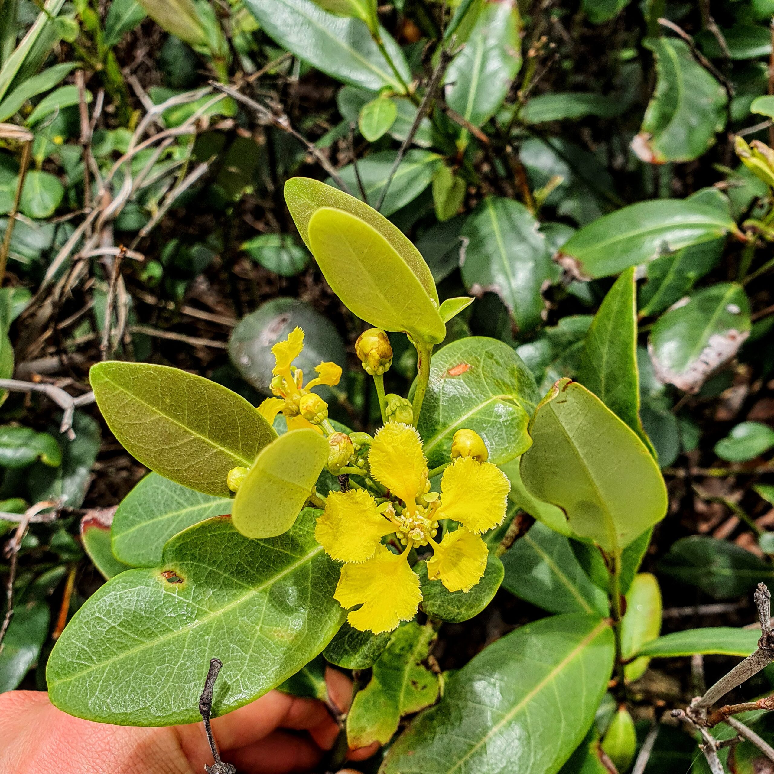 Folhas e flores do estigmafilo.