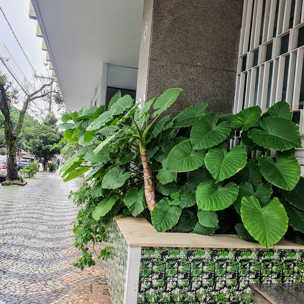 Pequeno maciço de inhame-gignte.