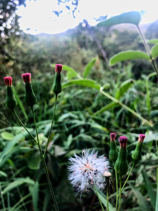 Flores e frutos do pincel-de-estudante.