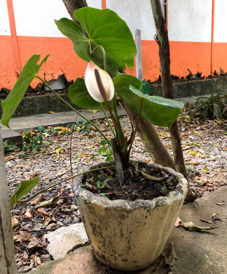 Antúrio em vaso.