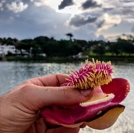 Flor do abricó-de-macaco.