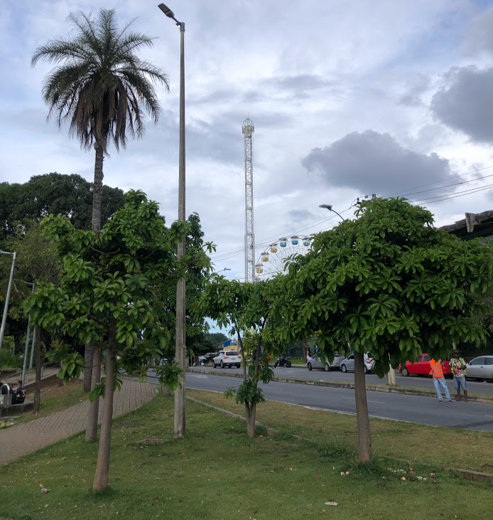 Conjunto de abricós-de-macaco.