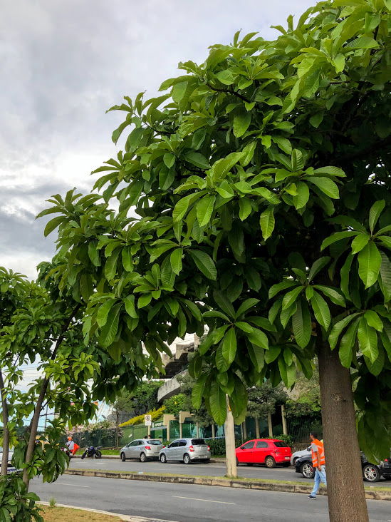 Folhagem do abricó-de-macaco.