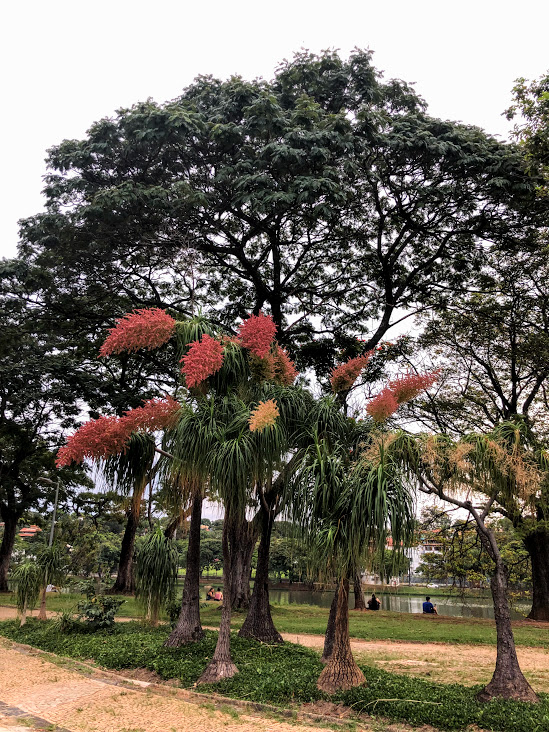 Conjunto de patas-de-elefante floridas.