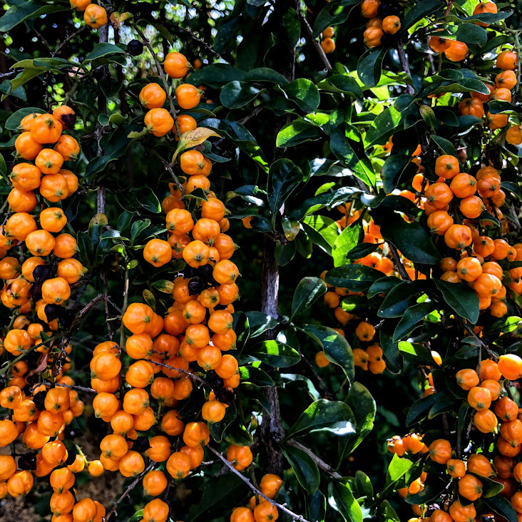 frutos alaranjados da violeteira.