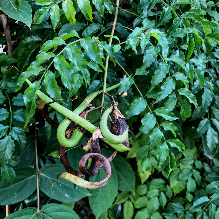 Detalhe dos frutos da sete-léguas, formados em meados de março em BH (fim de verão).