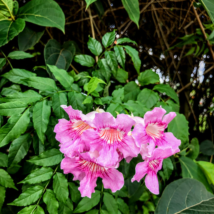 Flores da sete-léguas.