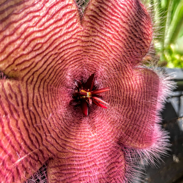 Flor do cacto-estrela