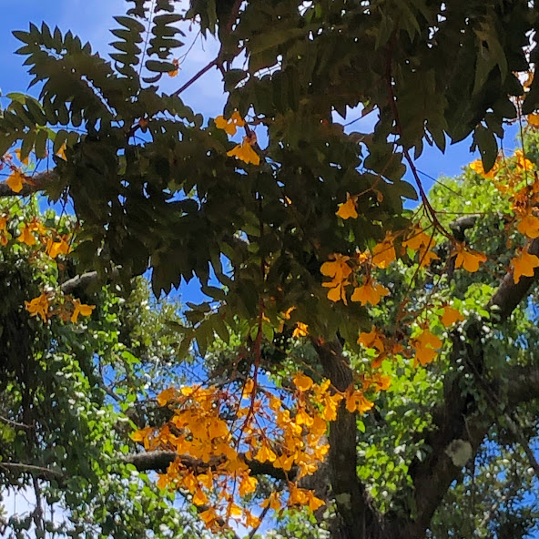 Folhas e inflorescências da braúna-preta