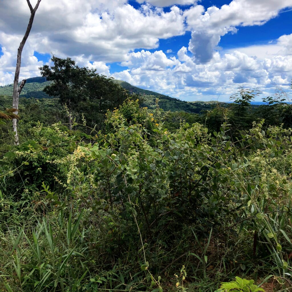 Arbusto escandente de pragua.