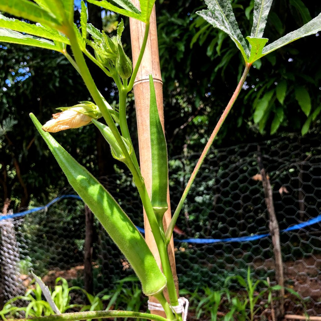 Flor e fruto do quiabo.