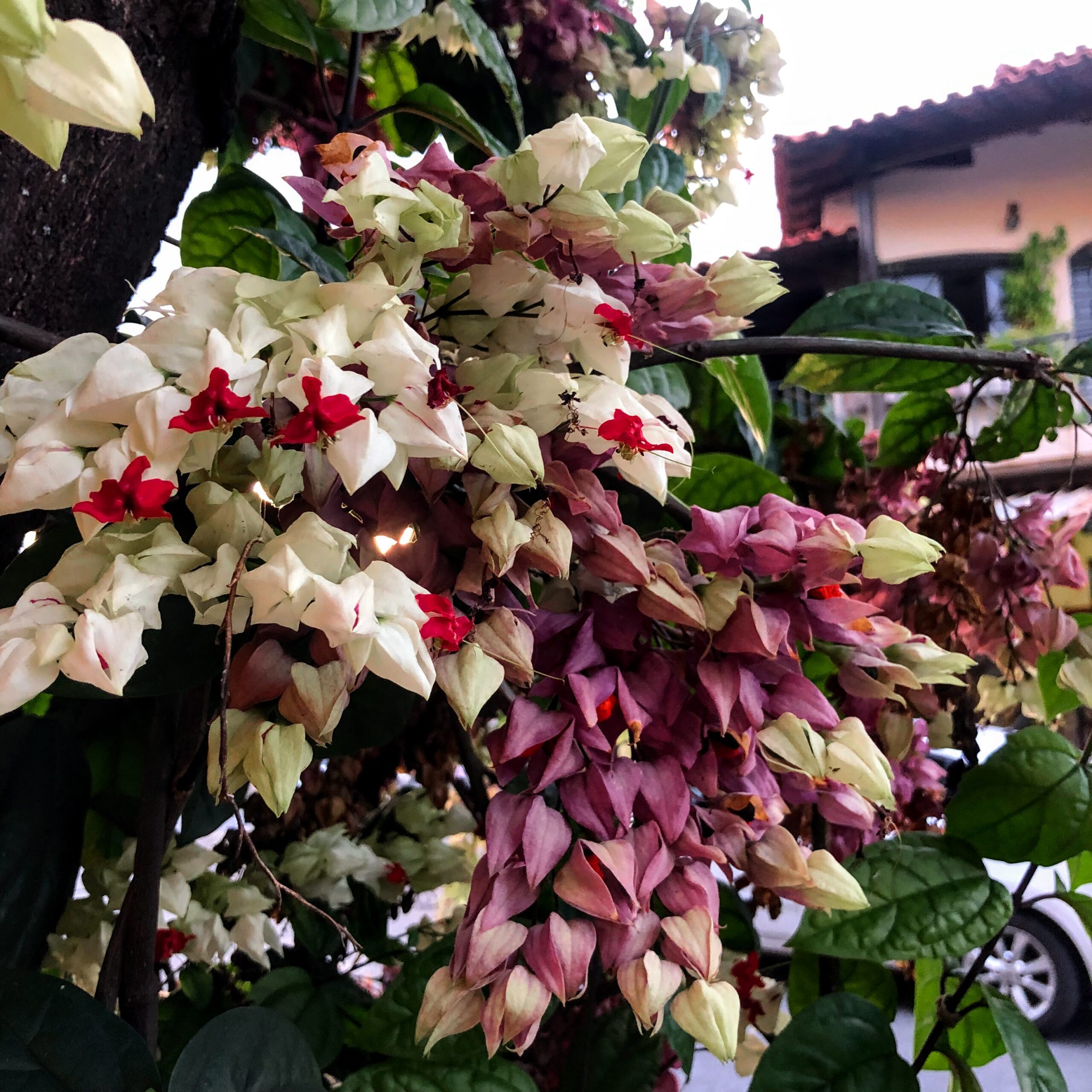 Flores da lágrima-de-cristo.