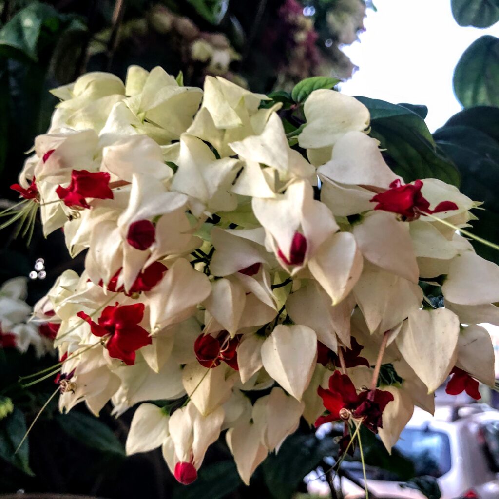 Flores e estames da lágrima-de-cristo.