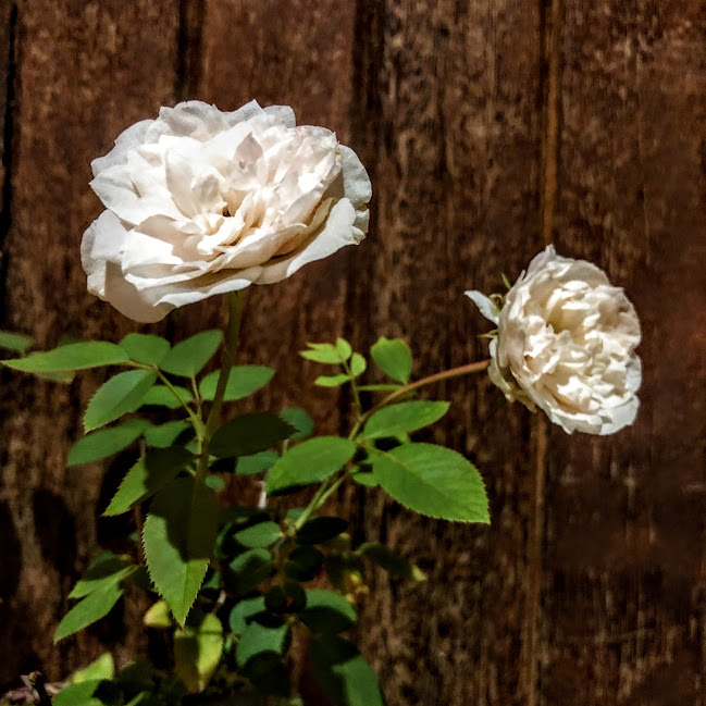 Folhas e flor da roseira-miniatura.