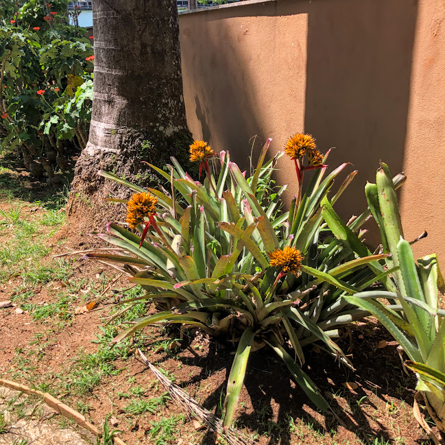 Aechmea aquilega observada em jardim.