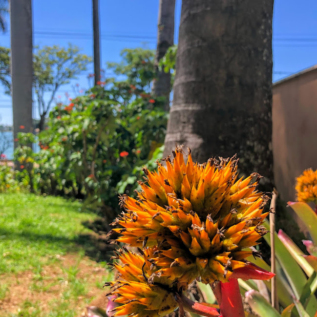 Inflorescência da Aechmea aquilega