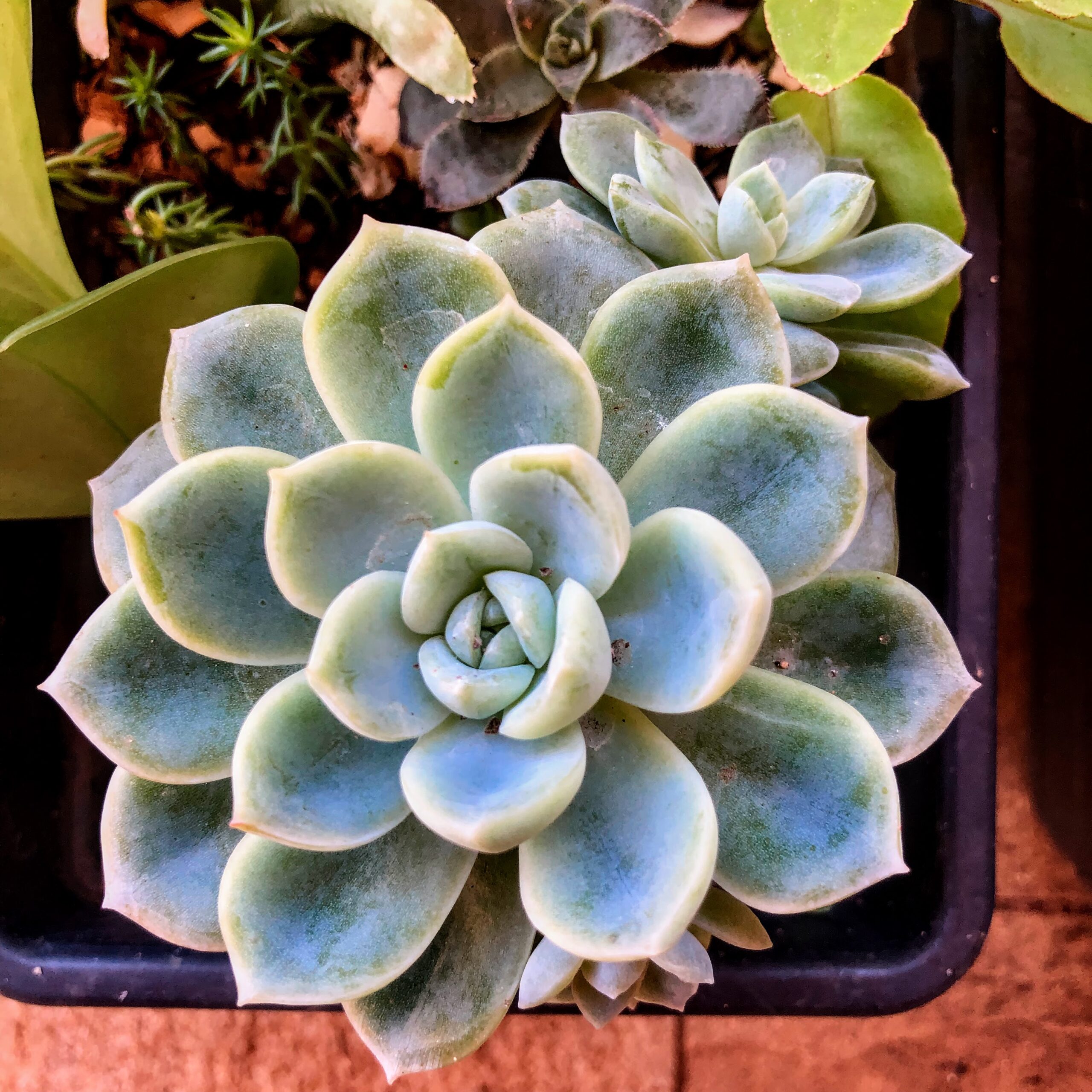 Echeveria amoena - rosa de pedra linda | Biologia da Paisagem