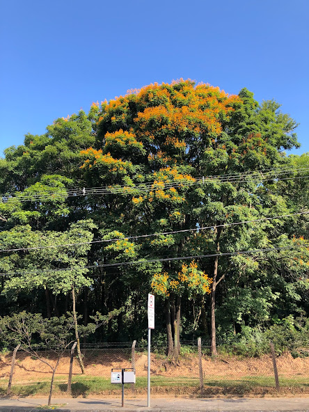 Braúna-preta florida.