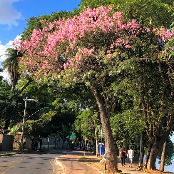 Paineira-rosa colorindo a pista de cooper da Pampulha .