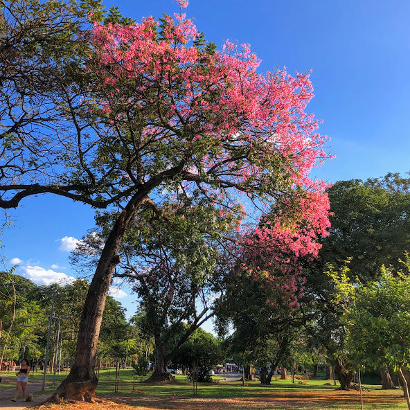 Lindo indivíduo de paineira-rosa.