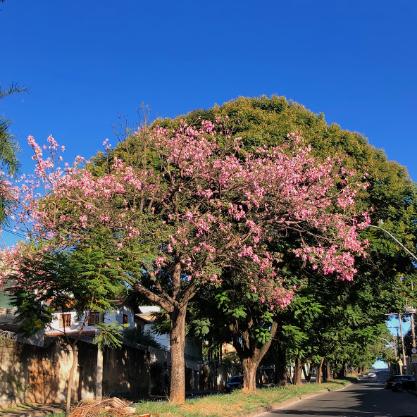 Paineira-rosa bem florida.