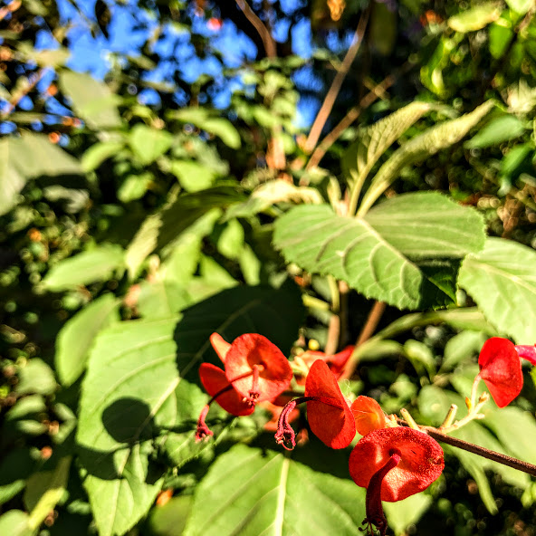 Flores do chapeu-chinês.