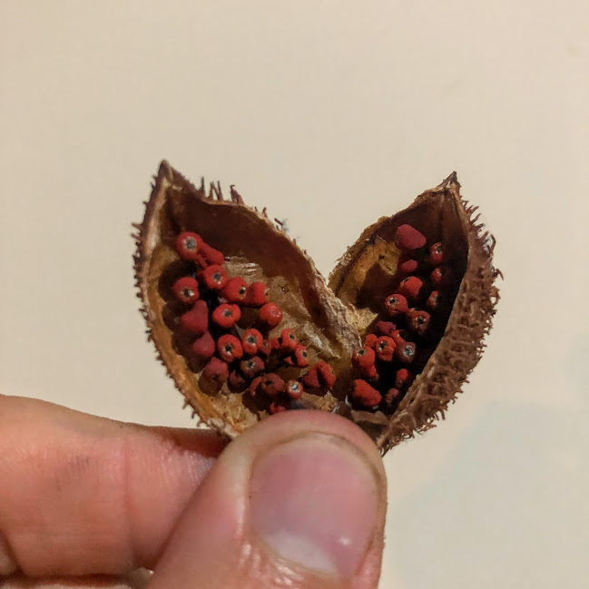 Fruto e sementes do urucum.