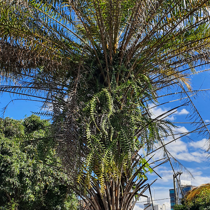 Cacto-serrote sobre palmeira.