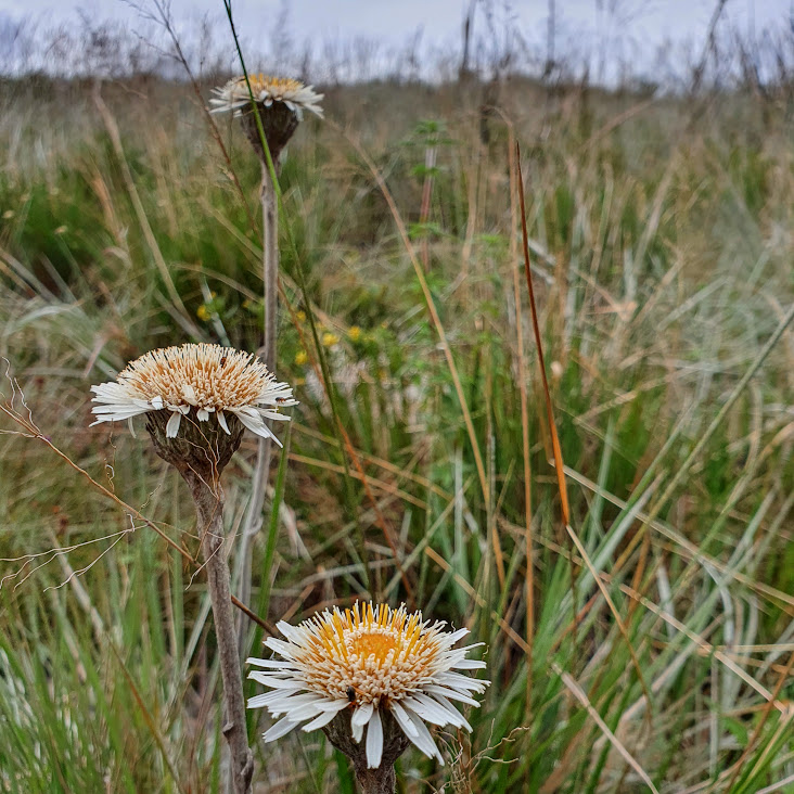 Inflorescência da margarida-da-serra.