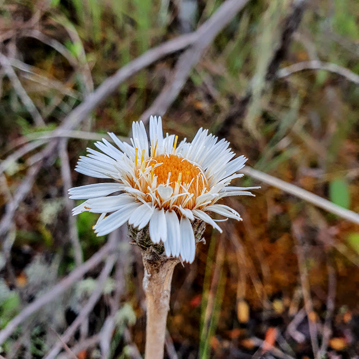 Inflorescência da margarida-da-serra.