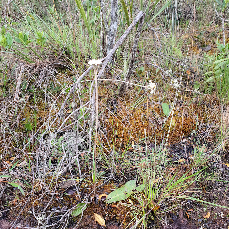 Margarida-da-serra.