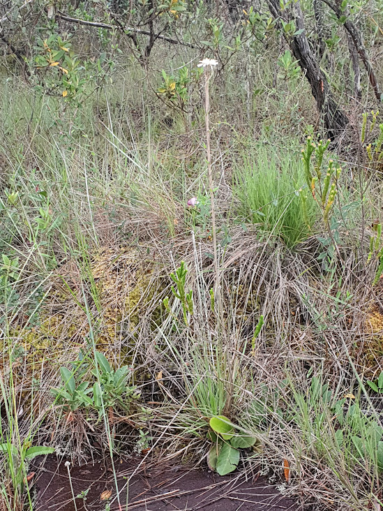 Margarida da Serra em área campestre.