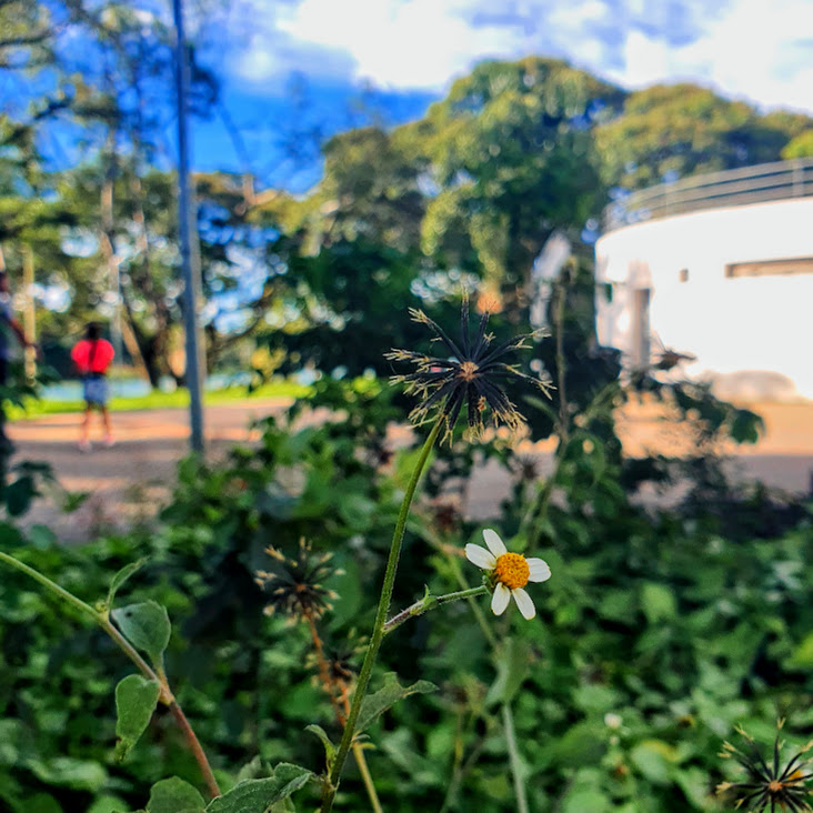 Picão com flores e frutos.