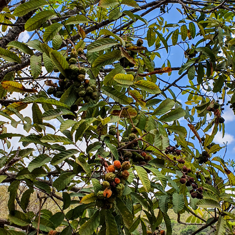 Folhas e frutos do camboatá.